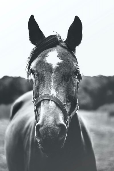 灰度摄影的马
